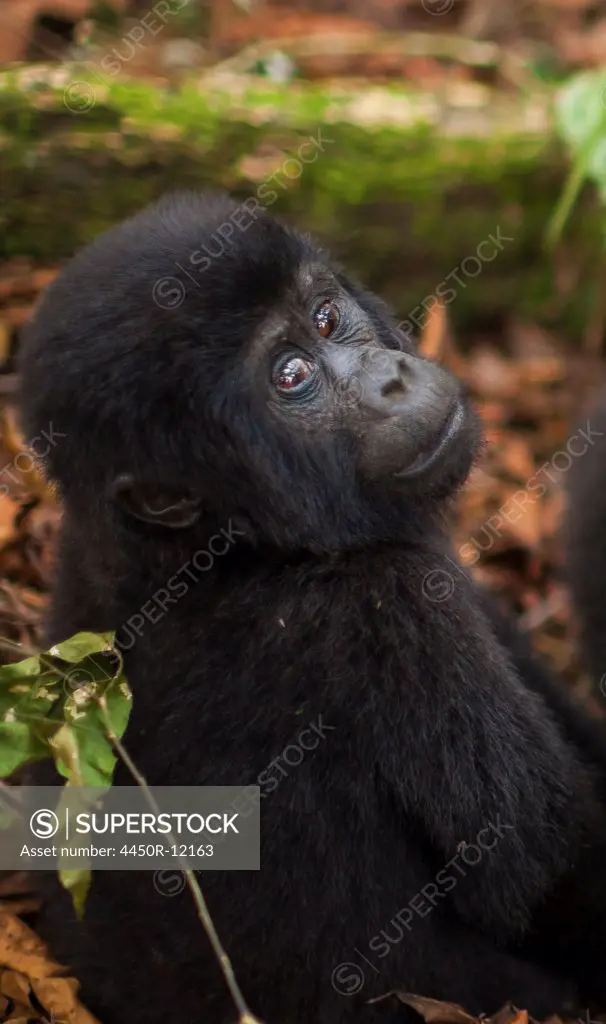 Mountain gorilla juvenile, Volcanoes National Park, Rwanda Volcanoes National Park, Rwanda