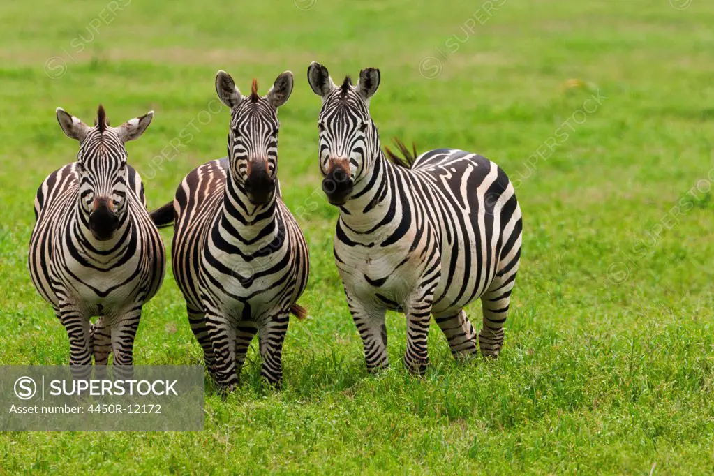 Plains zebras, Ngorongoro Conservation Area, Tanzania  Ngorongoro Conservation Area, Tanzania