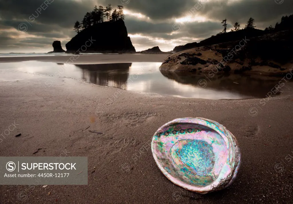 An abalone shell on Second beach, Olympic National Park, Washington, USA Second Beach, Olympic National Park, Washington, USA