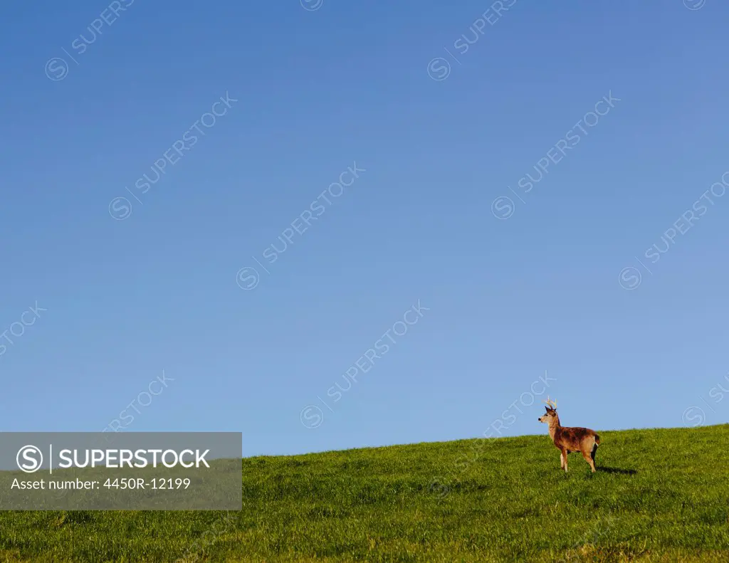 Black-tailed deer on a grassy hillside in Point Reyes National Seashore, in Marin Country, California. Point Reyes National Seashore, Marin Country, California, USA