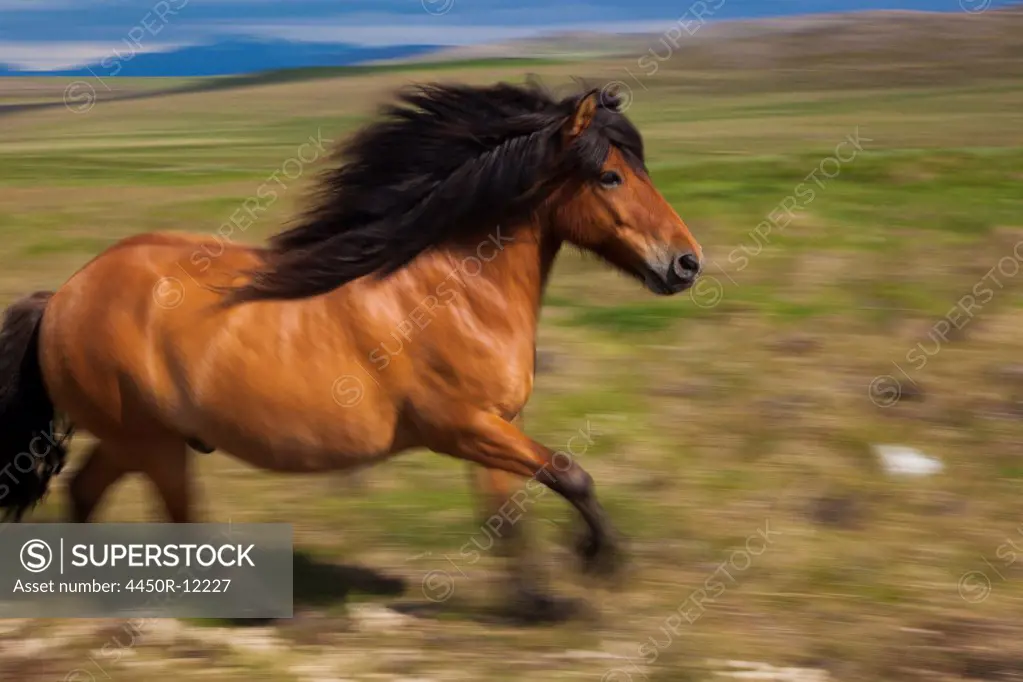 An Icelandic horse galloping in open countryside.  Iceland