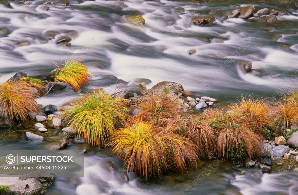 The flowing waters of Sweet Creek in Oregon. Autumn leaves on the water's surface. Sweet Creek,, Oregon, USA