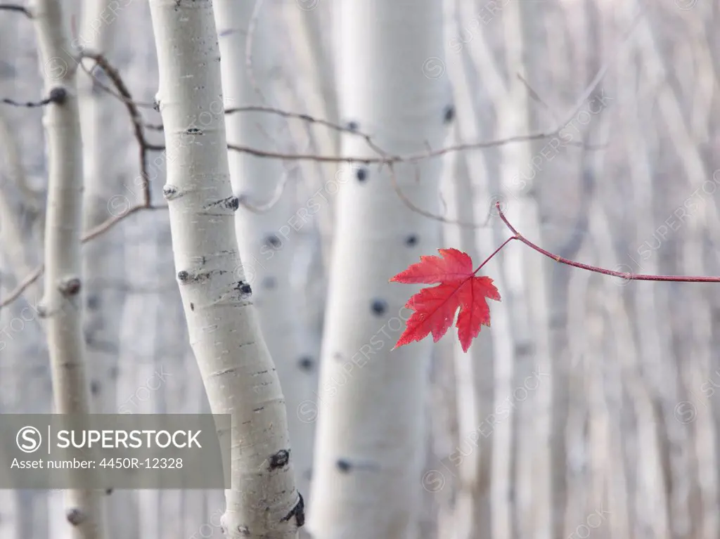 A single red maple leaf in autumn, against a background of aspen tree trunks with cream and white bark. Wasatch national forest. Dixie National Forest, Utah, USA