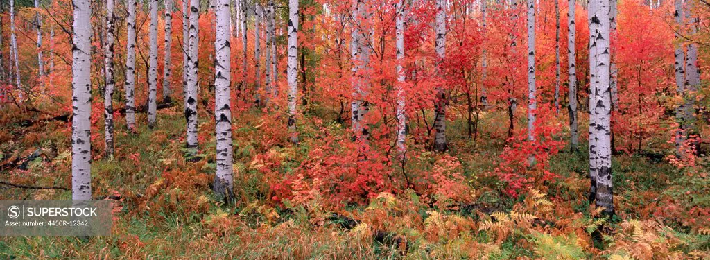 The Wasatch Mountain forest of maple and aspen trees, with autumn foliage and fallen leaves.  Wasatch Mountains, Utah, USA