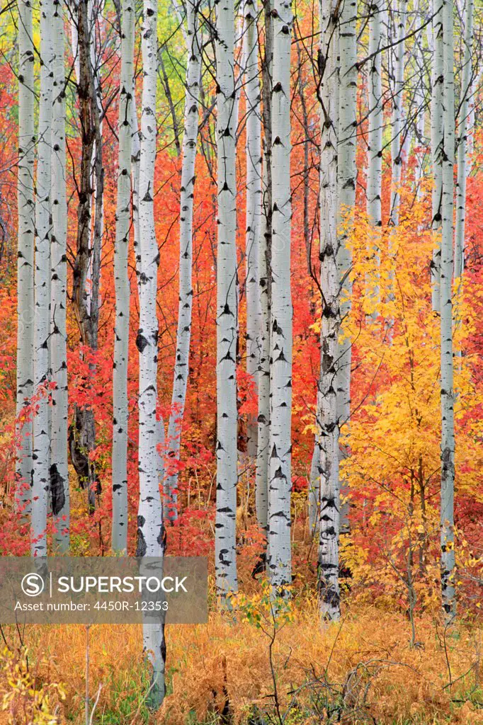A forest of aspen and maple trees in the Wasatch mountains, with striking yellow and red autumn foliage.  Wasatch Mountains, Utah, USA