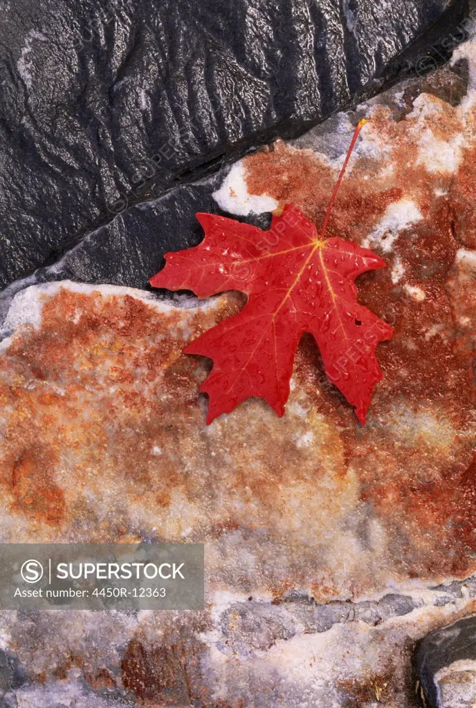 A rich red autumn maple leaf, laid on a flat rock covered with brown lichen.  Utah, USA