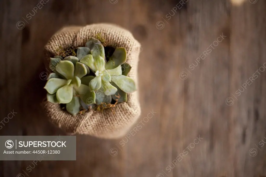 A small succulent plant in a container covered with hessian or burlap, on a dining table.  Salt Lake City, Utah, USA