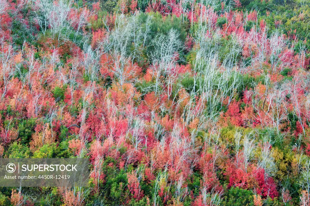 An elevated view over the treetops and the autumn foliage of aspen and maple, and regrowth after burning the forest.  Wasatch Mountains, Utah, USA