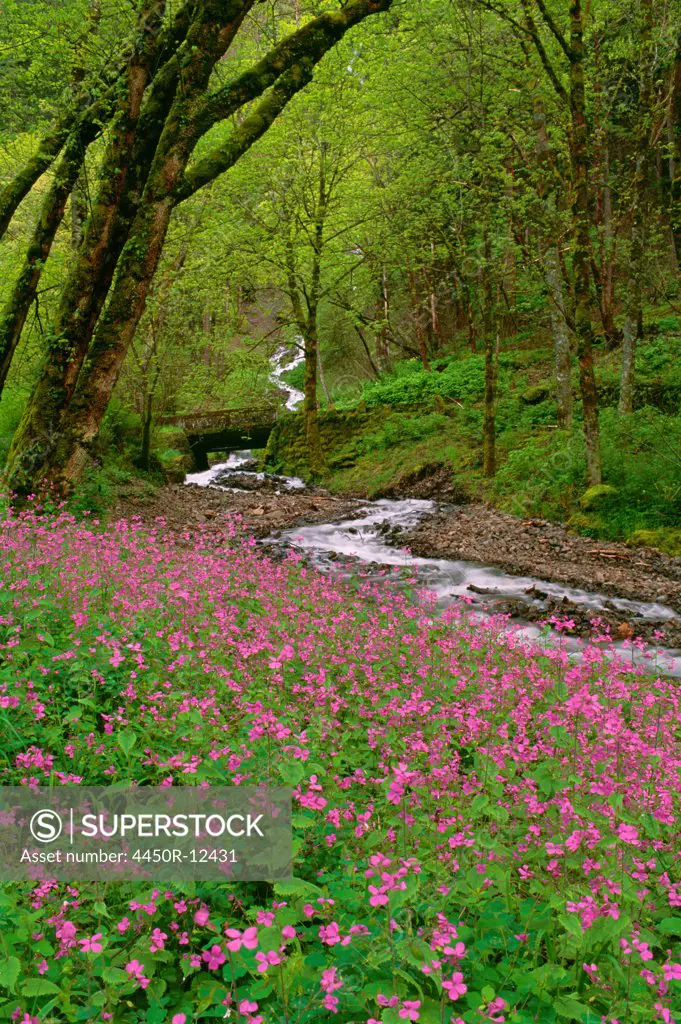 Wahkeena Falls is a waterfall in the Columbia River Gorge in the state of Oregon. Pink spring wild flowers. Wahkeena Falls, Oregon, USA