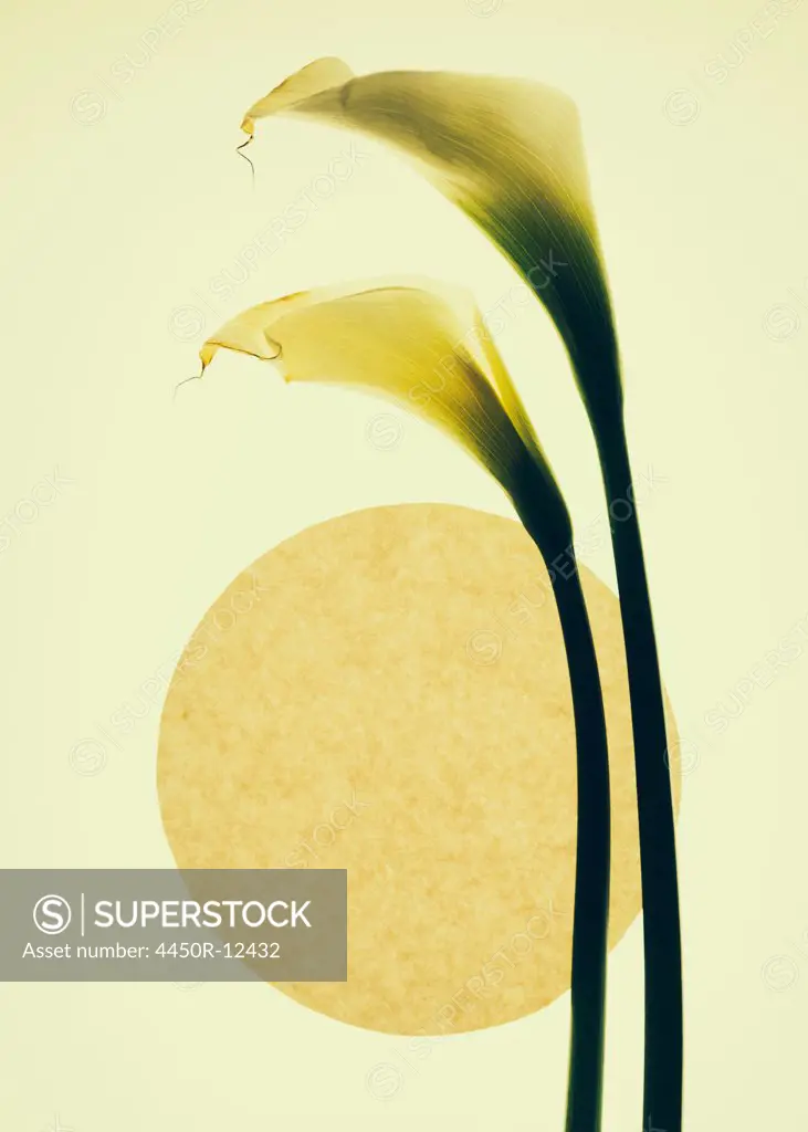 Calla lily flowers and a circle on a cream background.