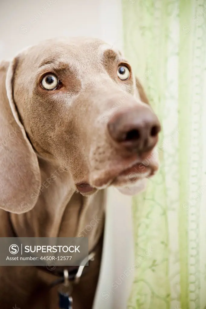 A pedigree breed, a Weimaraner dog in the shower room, hiding behind a shower curtain. Sante Fe, New Mexico, USA
