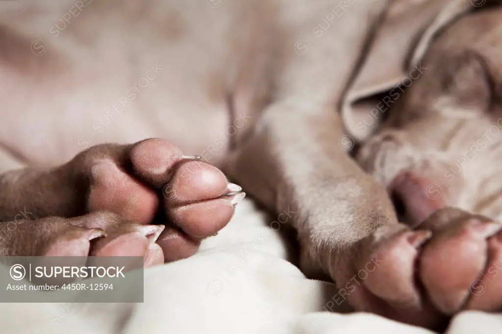 A Weimaraner puppy sleeping on a bed. Sante Fe, New Mexico, USA