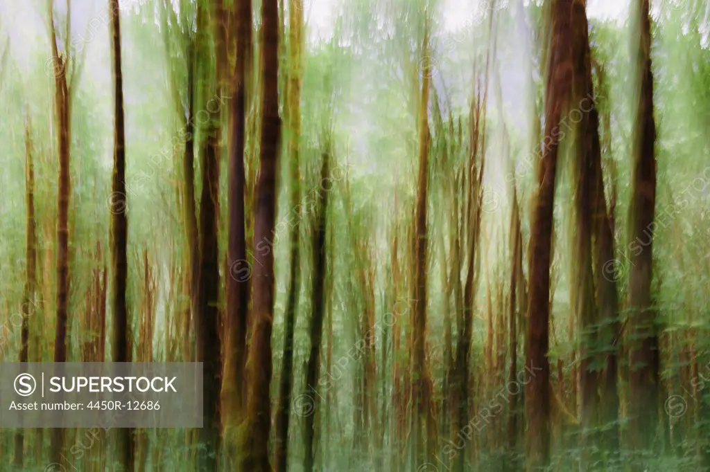 Lush forest of moss covered Big leaf maple trees (Acer macrophyllum), blurred motion, Dosewallips River, Olympic NP Olympic national forest, Washington, USA