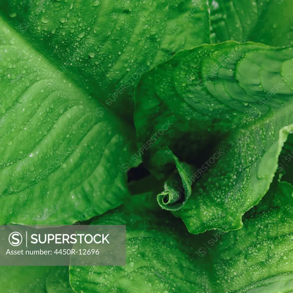 Close up of water drops on lush, green Skunk cabbage leaves (Lysichiton americanus), Hoh Rainforest, Olympic NP Olympic national forest, Washington, USA