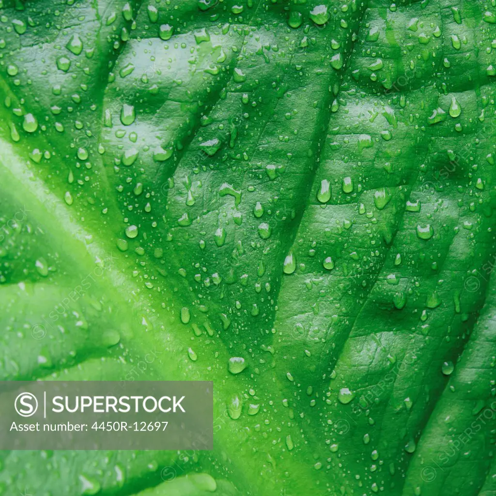 Close up of water drops on lush, green Skunk cabbage leaves (Lysichiton americanus), Hoh Rainforest, Olympic NP Olympic national forest, Washington, USA