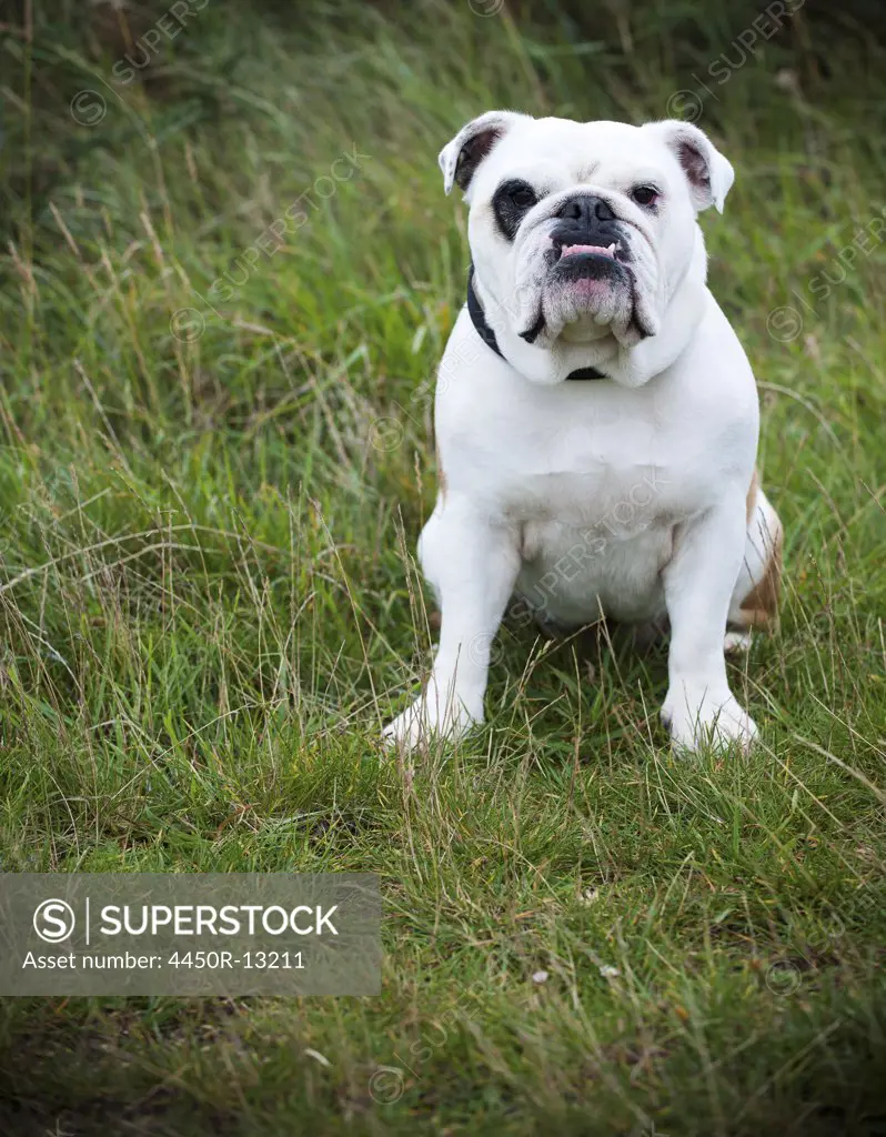 A white English Bulldog, a pedigree dog with a snubbed nose sitting on his haunches on a lawn. England. 09/26/2011