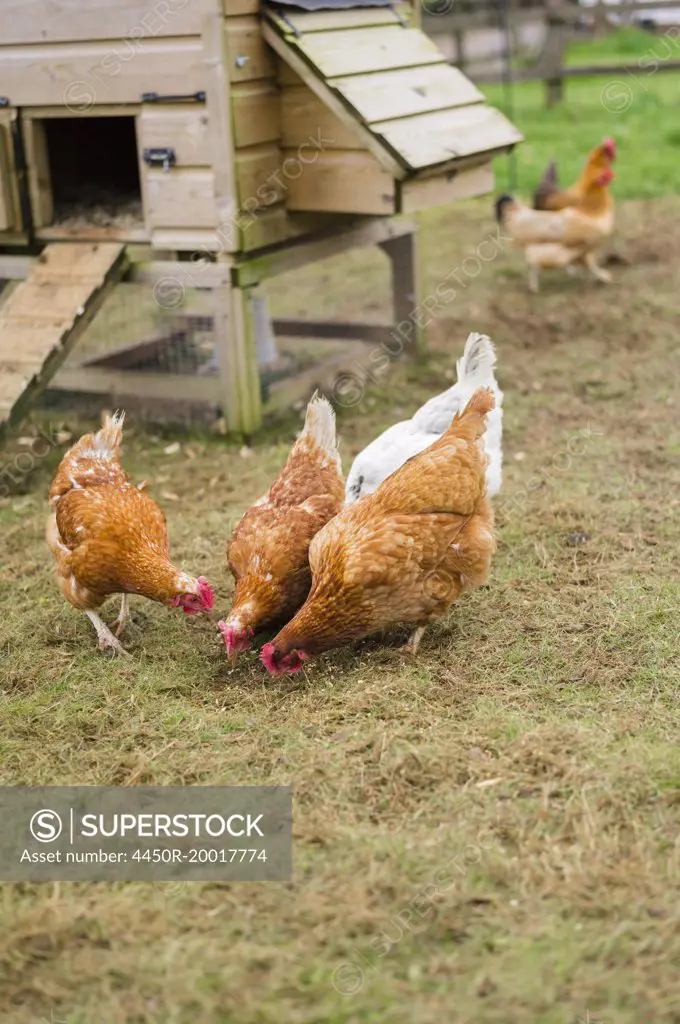 Domestic hens pecking at grain on the ground.