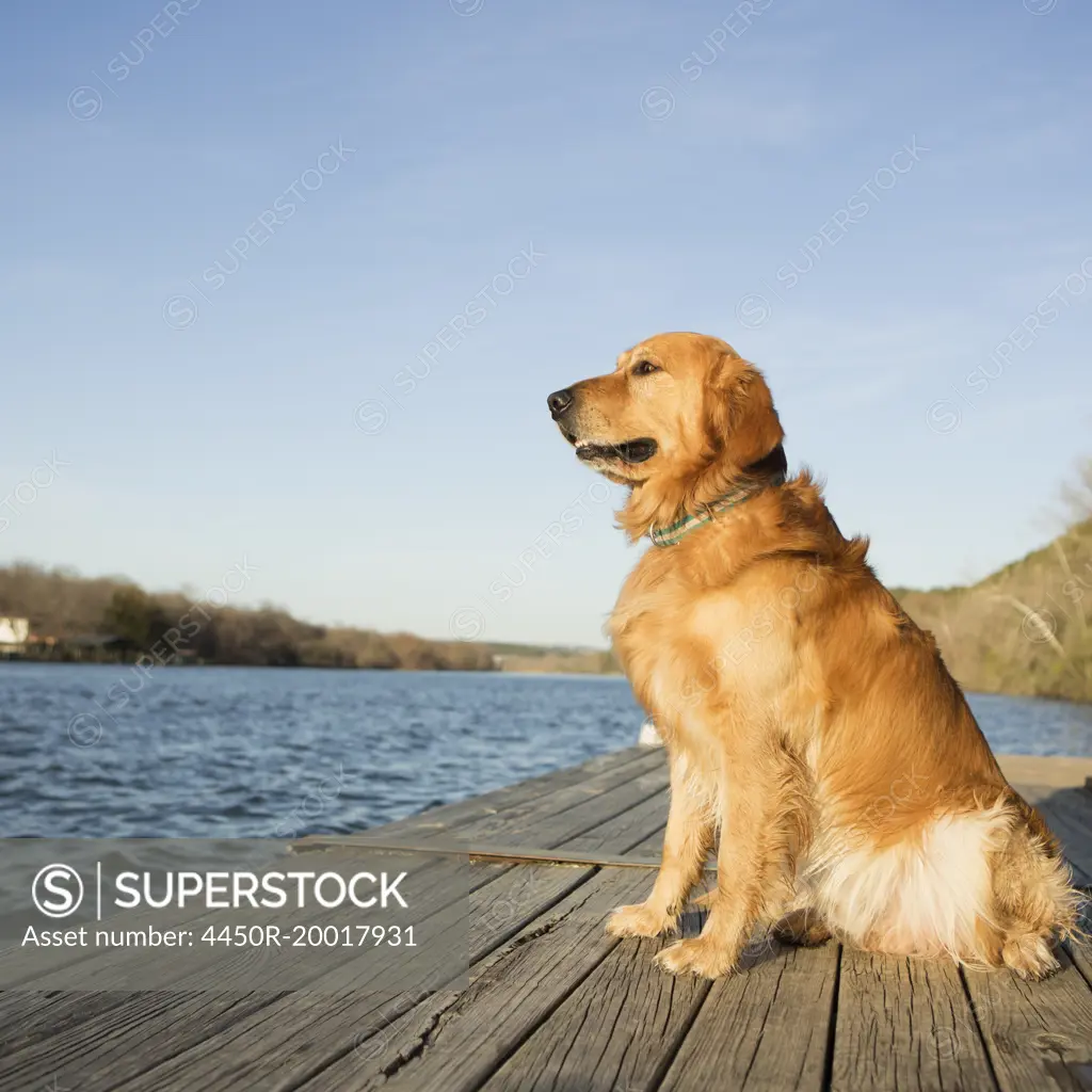 A golden retriever dog sitting on a jetty by water.