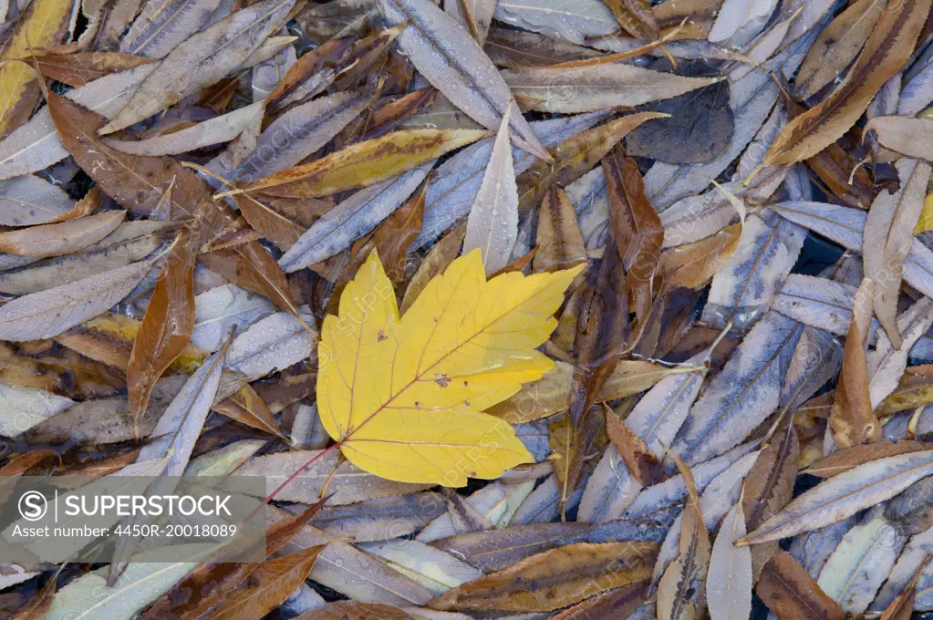 A single leaf on top of a pile of leaves in autumn.