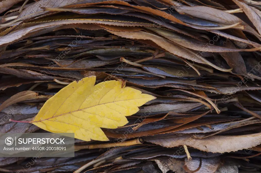 A single leaf on top of a pile of leaves in autumn.