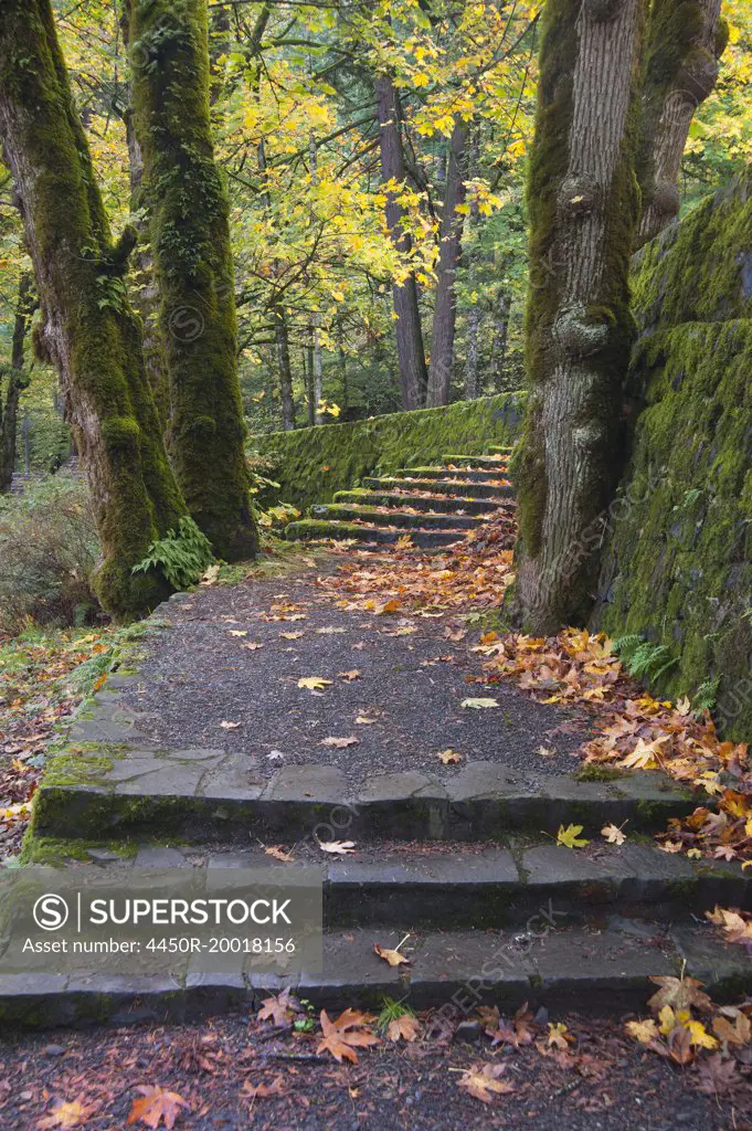 A path and steps through the woodland in the Columbia River Gorge.