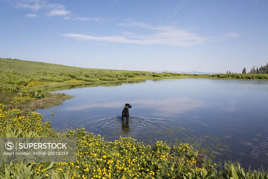 A black labrador dog paddling in lake water.