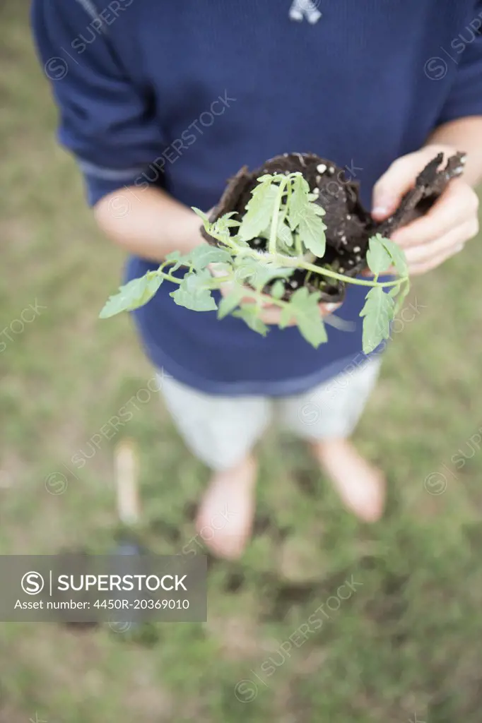 A boy standing in a garden, holding a plant.