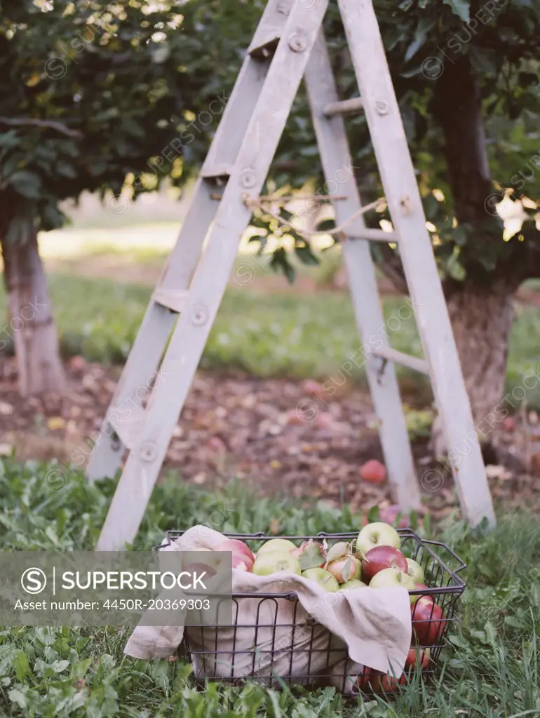 An apple orchard in Utah. A basket of apples standing by a ladder.