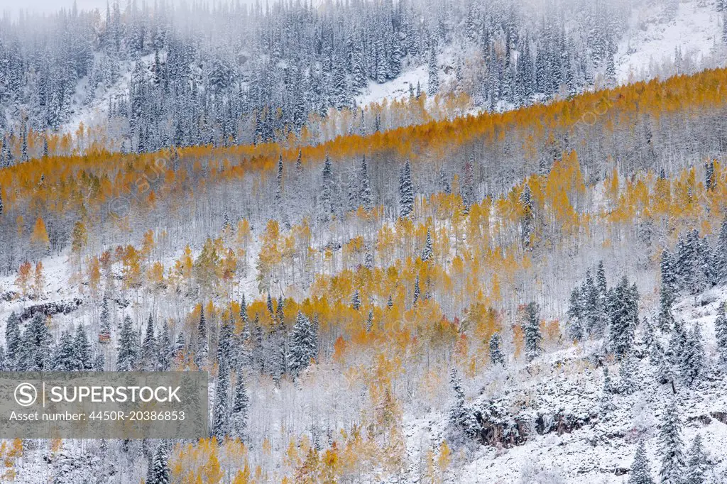 View over aspen forests in autumn, with a layer of vivid orange leaf colour against pine trees.