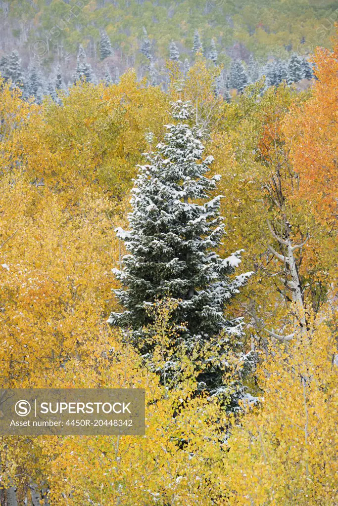 A tall pine tree among aspen trees in autumn colour.