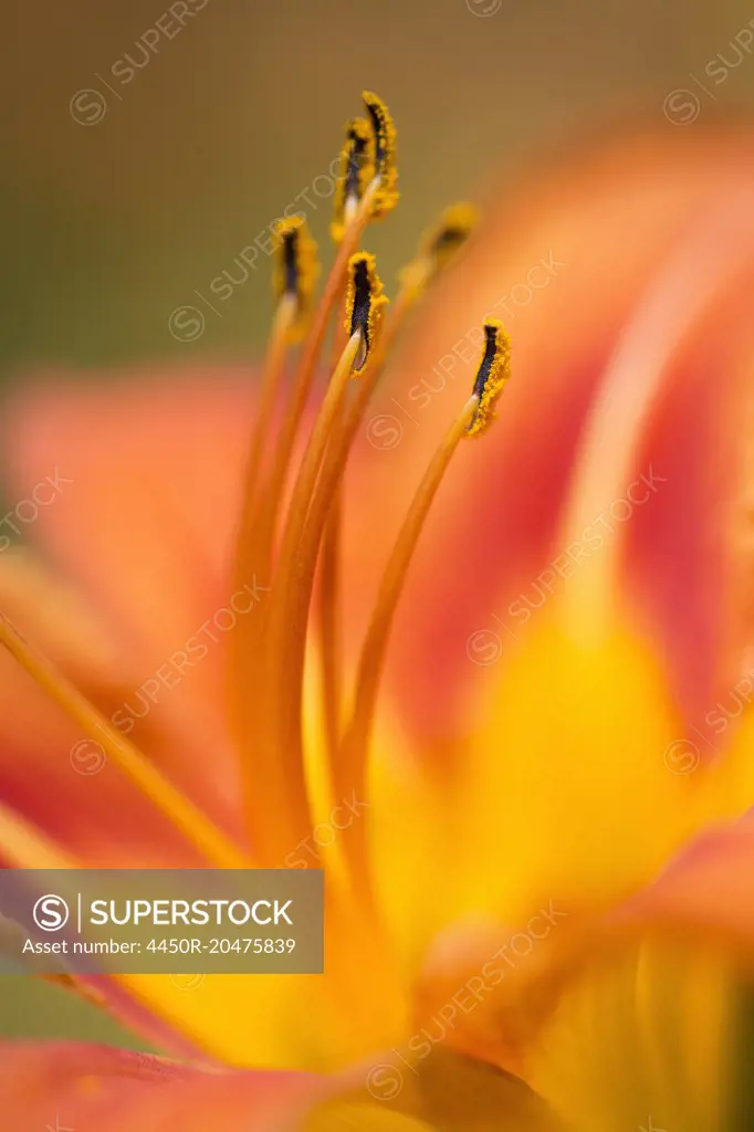 Close up of an orange lily.