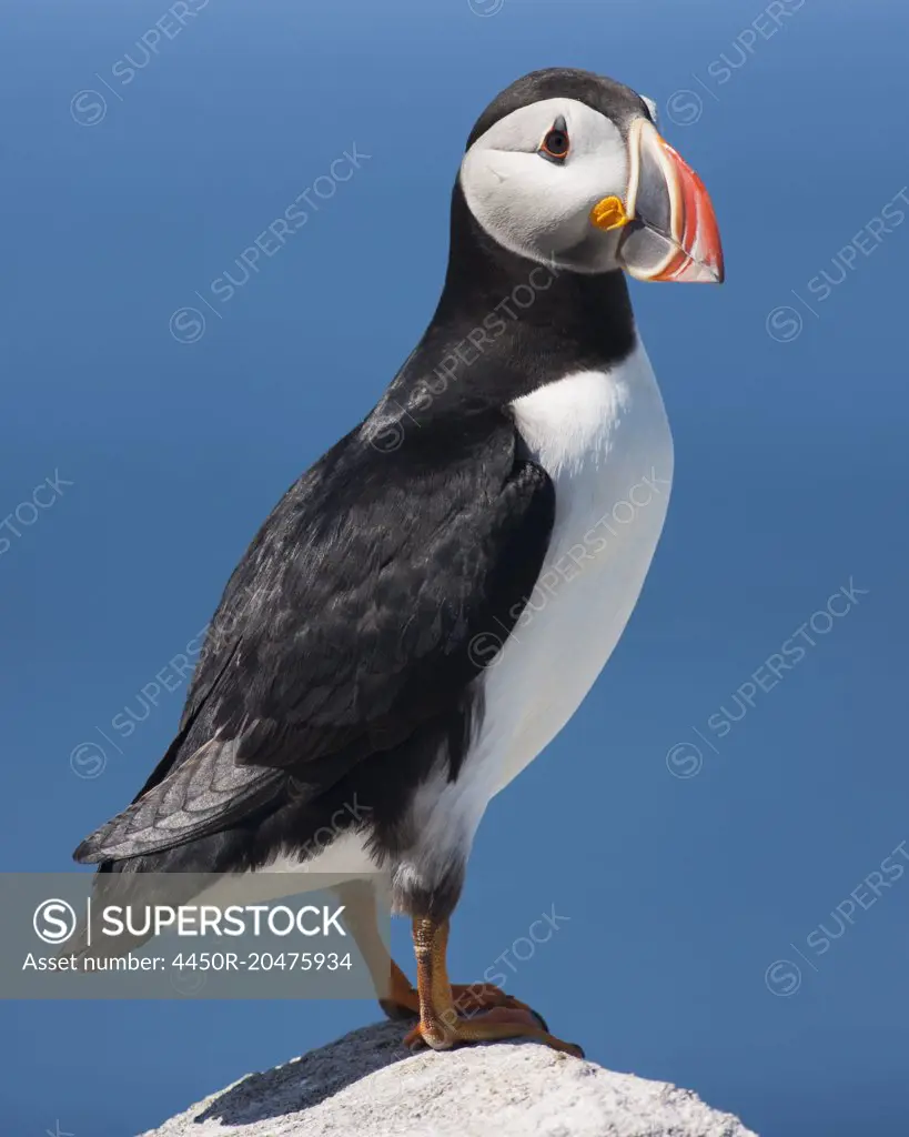 An Atlantic Puffin with his colourful bill.