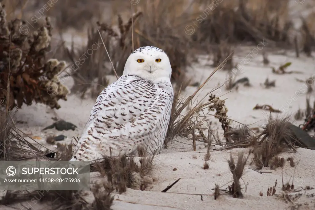 Snowy Owl standing on a sandy beach.