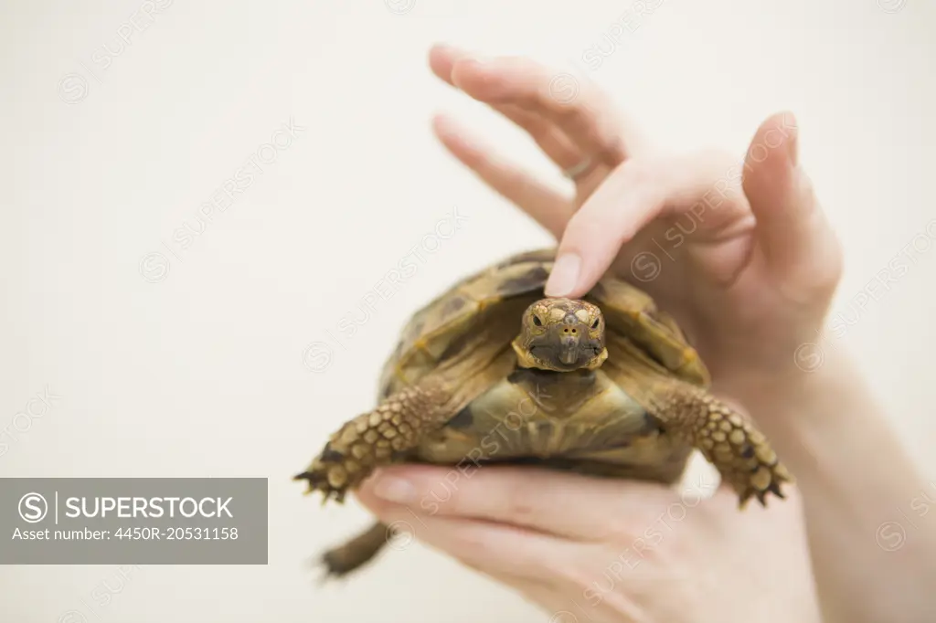 Close up of a person's hand holding a tortoise.