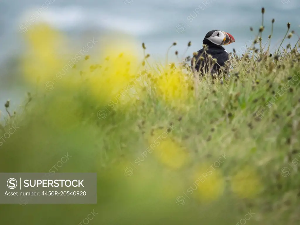 A puffin on the cliffs of Dyrholaey.