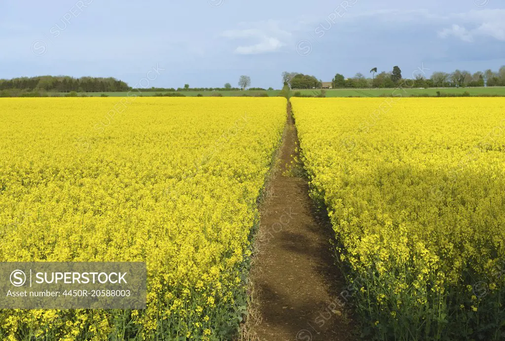 A narrow footpath in a field of ripe oil seed rape crop in full flower.