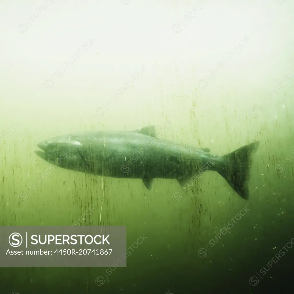 Salmon in a fish pass tank at Ballard Locks, Seattle