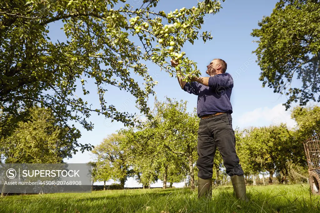 A man harvesting apples from the boughs of an apple tree, in a cider orchard.