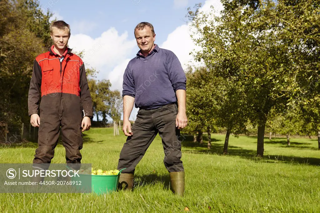 A father and son working in a family business, harvesting cider apples in an orchard.