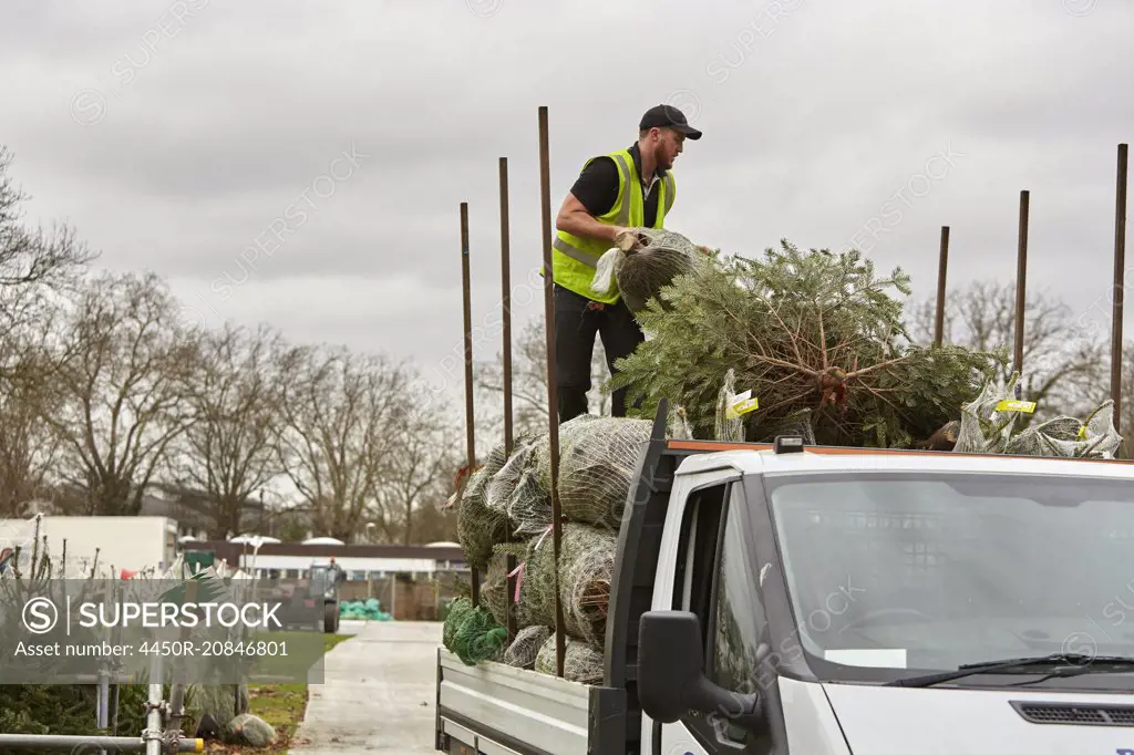 A man loading a lorry with pine trees for the Christmas tree market.