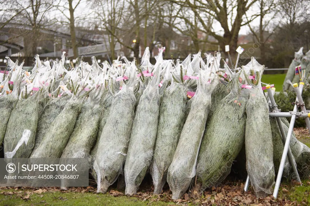 Netted Christmas trees, cut pine trees in rows.