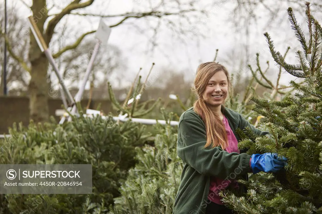 A member of staff in a garden centre, handling cut Christmas trees.