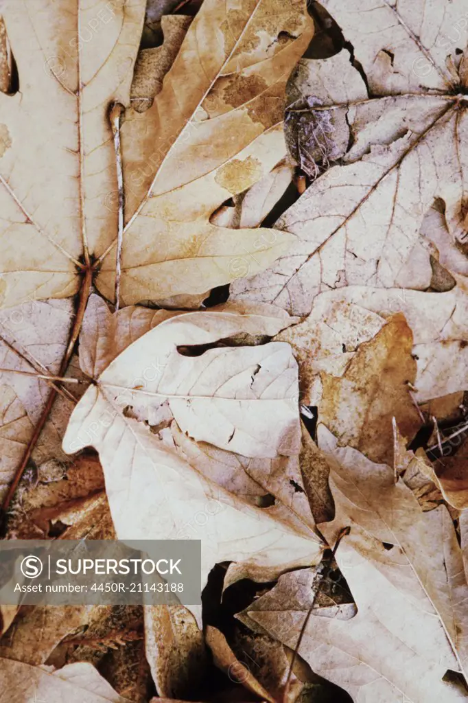 Pile of dried maple leaves in autumn.