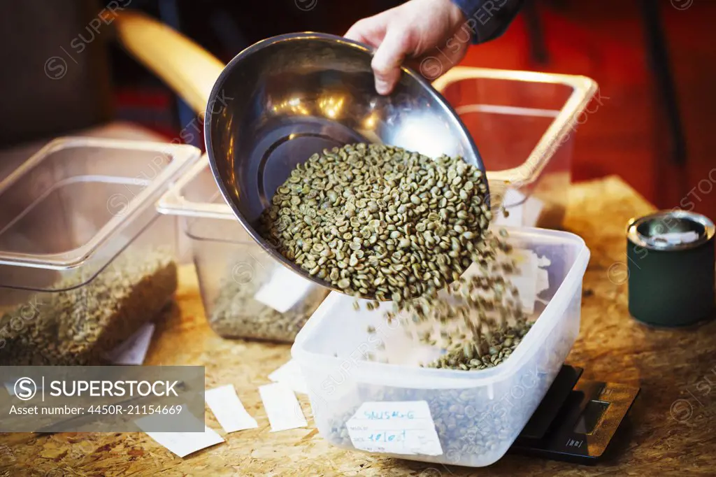 Specialist coffee shop. A person pouring green natural state coffee beans into a tub.