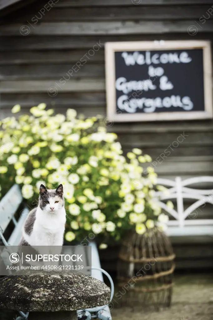 A cat seated on a bench by flowering plants in a commercial plant nursery. Welcome chalk board sign.