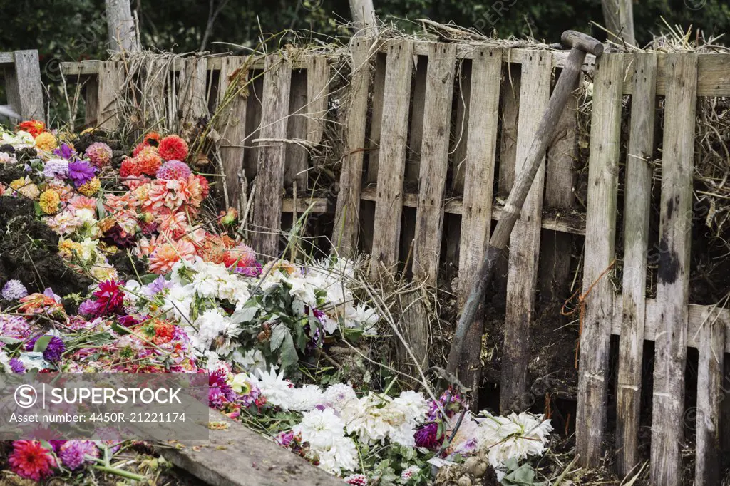 A compost bin made of old wooden pallets, with dead flowers, garden waste and soil.