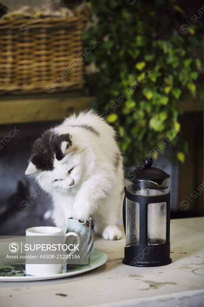 A cat on a garden table putting his paw into a milk jug. A coffee perculator and milk jug.