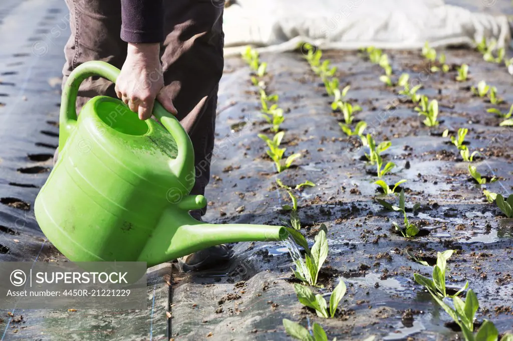 A person watering small seedlings.