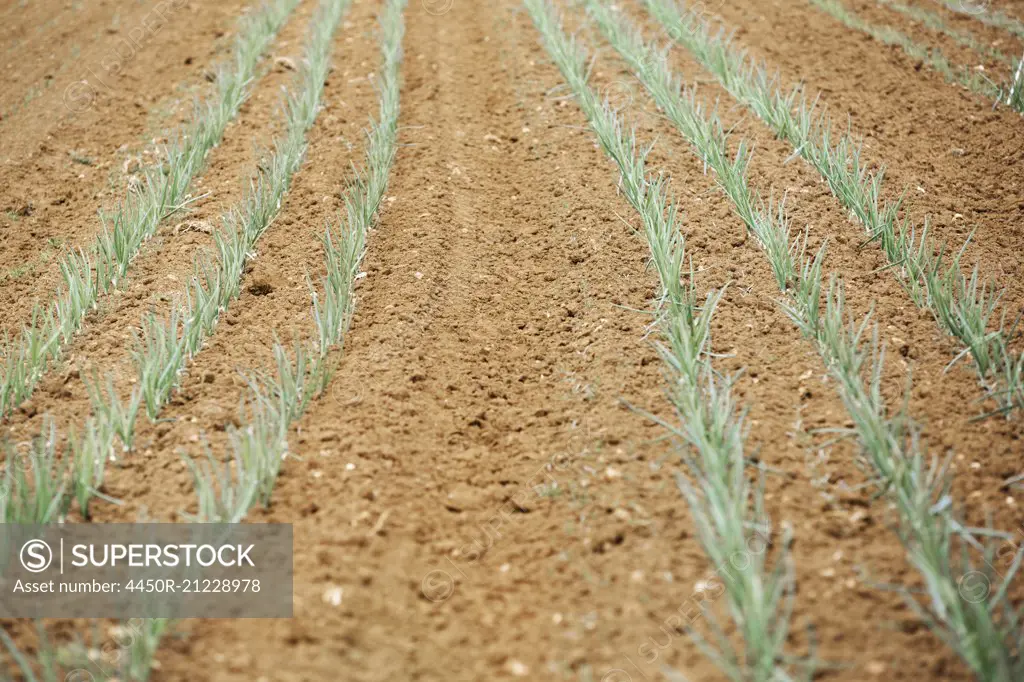 Onion plants in the soil in a field.