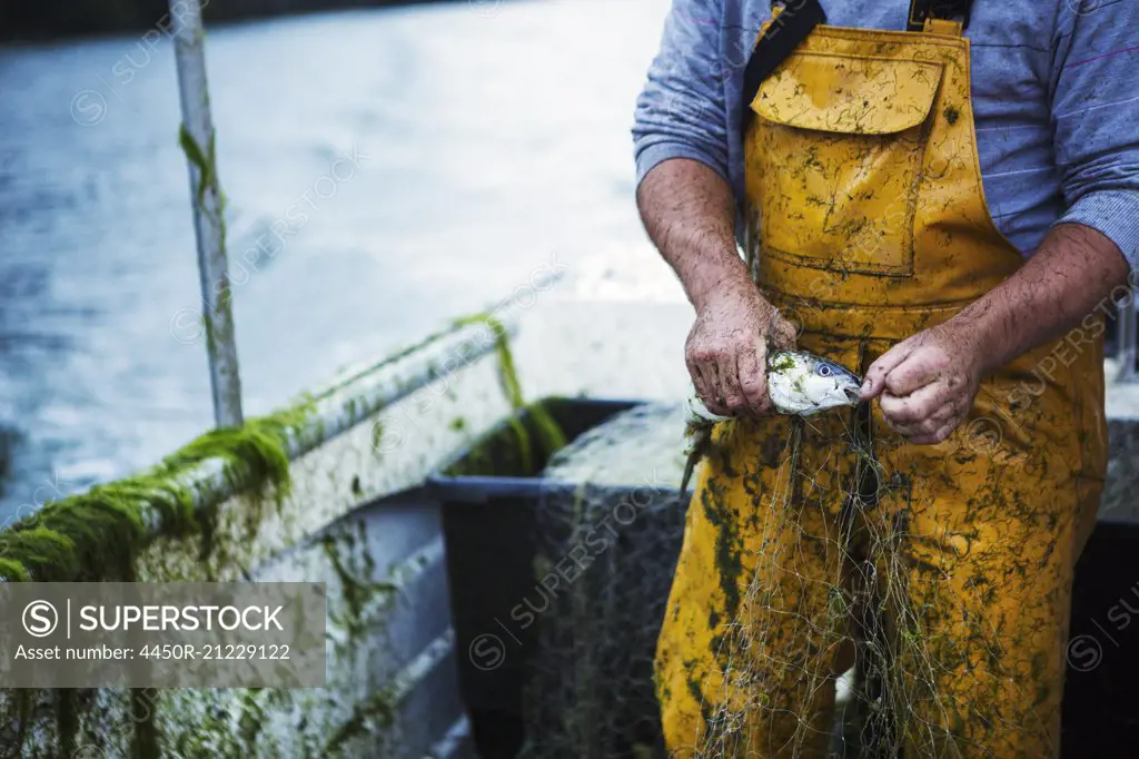 A fisherman in yellow waders extracting a fresh caught fish from the net.